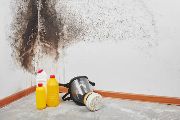 Best Black Mold Removal  in Odessa, FL