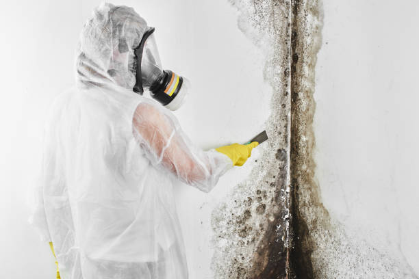 Best Mold Removal Near Me  in Odessa, FL