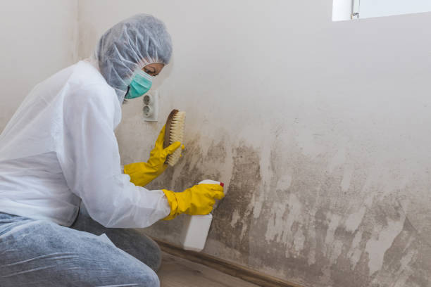 Best Mold Remediation  in Odessa, FL