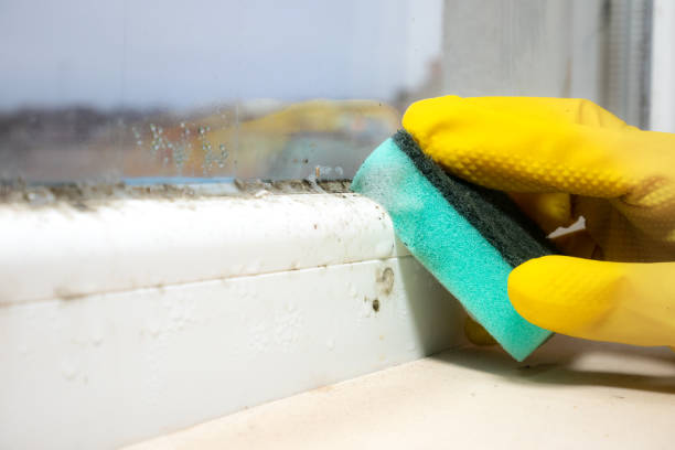 Best Emergency Mold Removal  in Odessa, FL